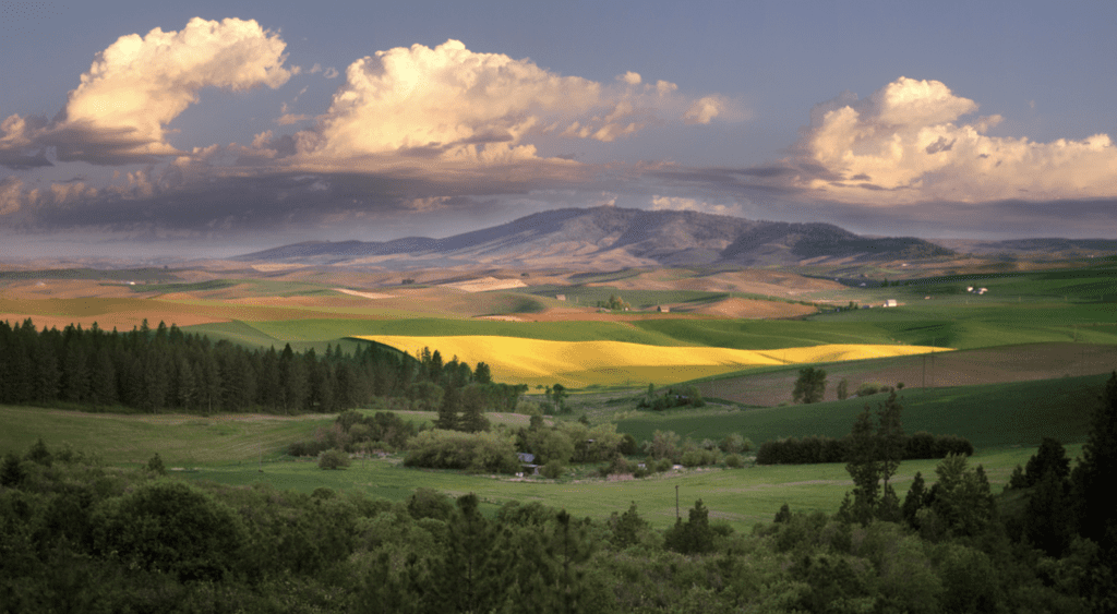 buy palouse heritage heirloom landrace and ancient grains online in canada