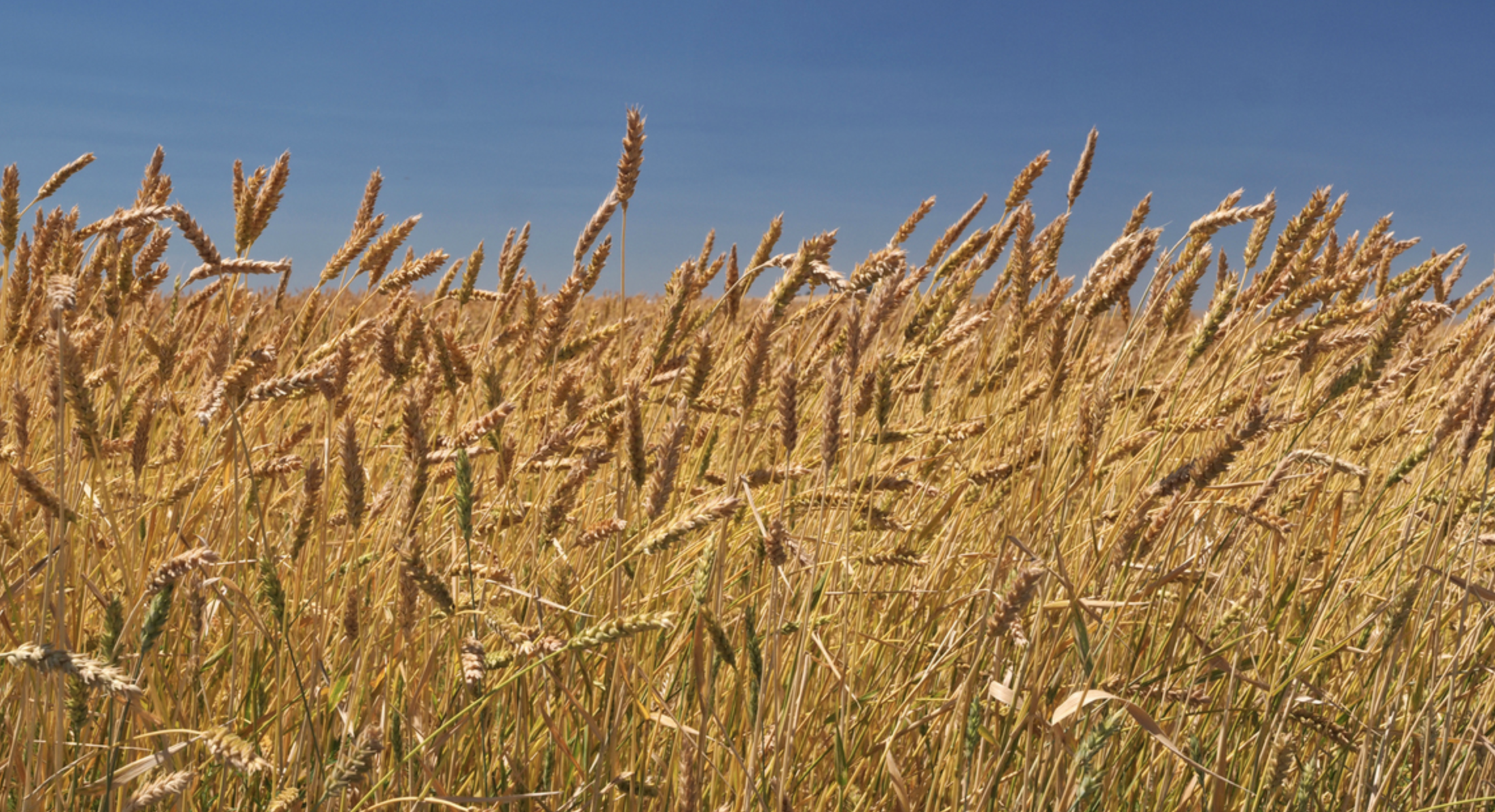 order palouse heritage heirloom landrace and ancient grains online in canada