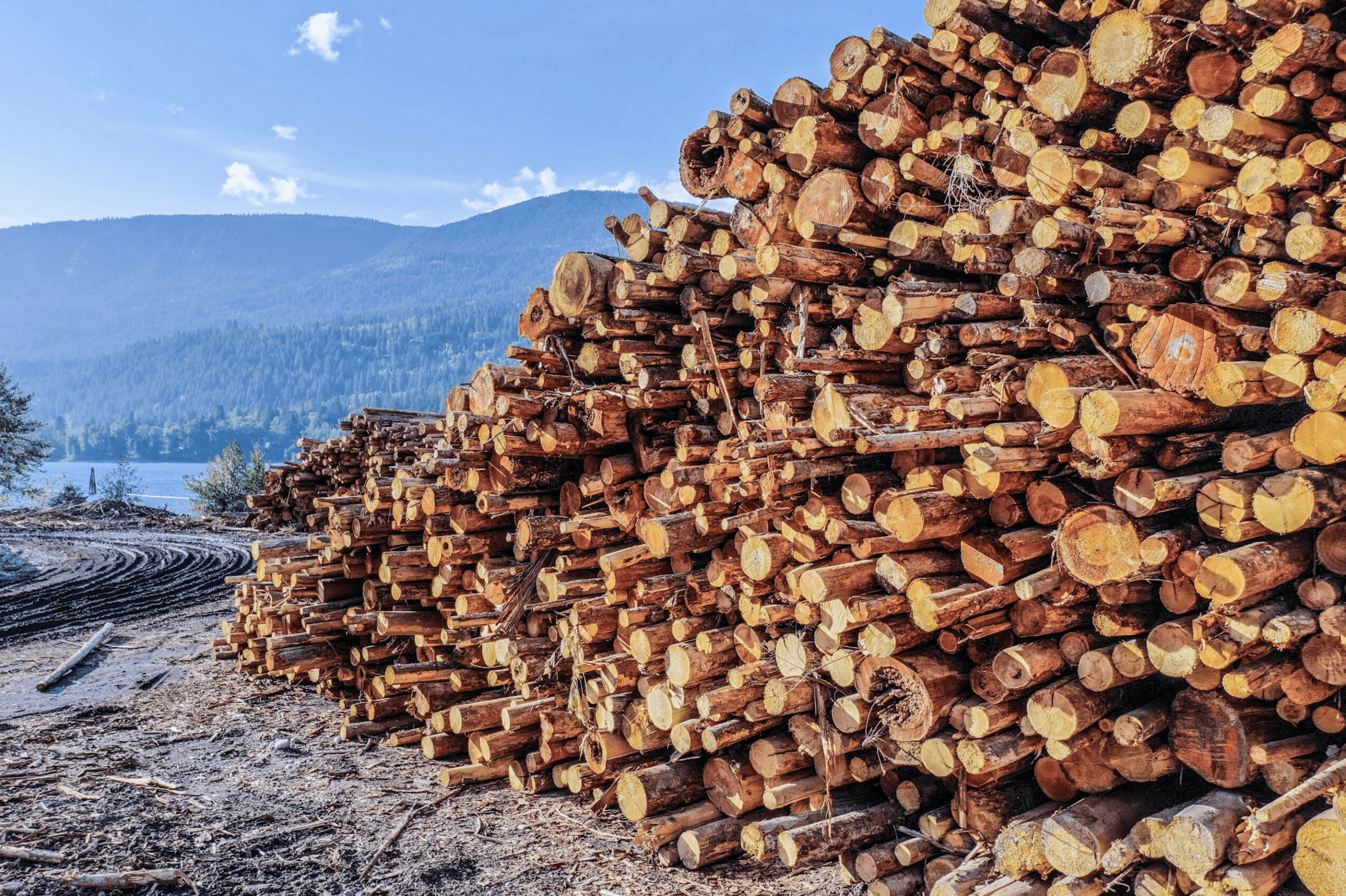 wood pulp banneton bread proofing basket production manufacturing suppliers makers in canada a call to action for the canadian wood pulp industry 2